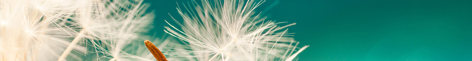 Massagepraxis Taraxacum